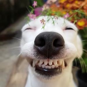 Meet your Posher, Emmy